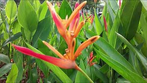 hasil Kamera Belakang samsung J3 pro