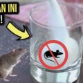 tikus plafon mengusir