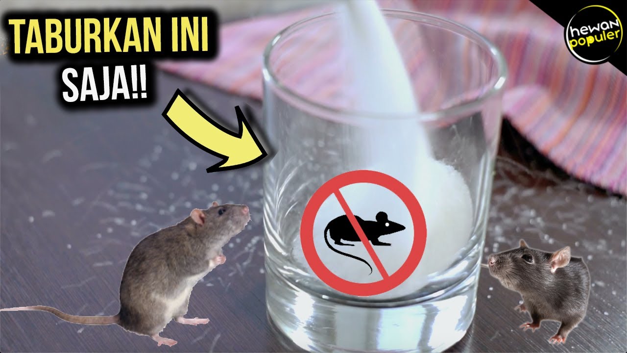 tikus plafon mengusir